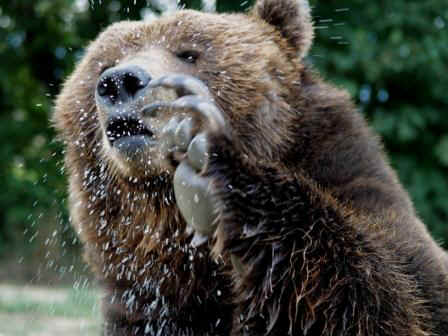 Grizzly Bear Claw.jpg (44754 bytes)