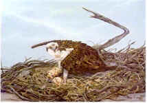 wpeA.jpg (5797 bytes)