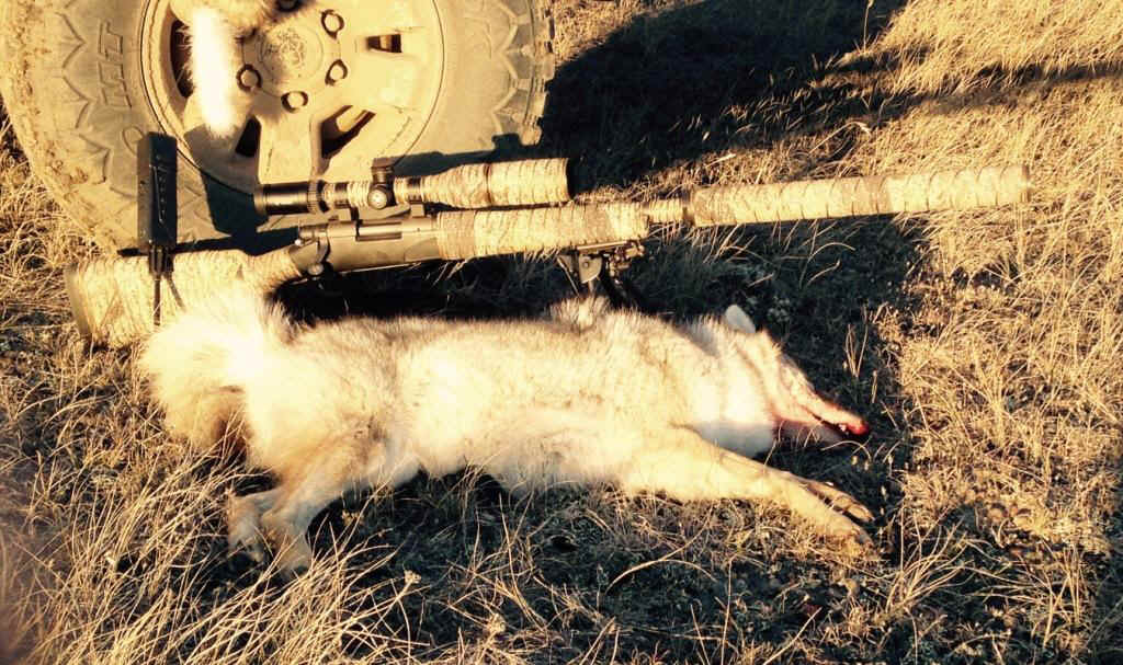 TRS coyote kill.jpg (190568 bytes)